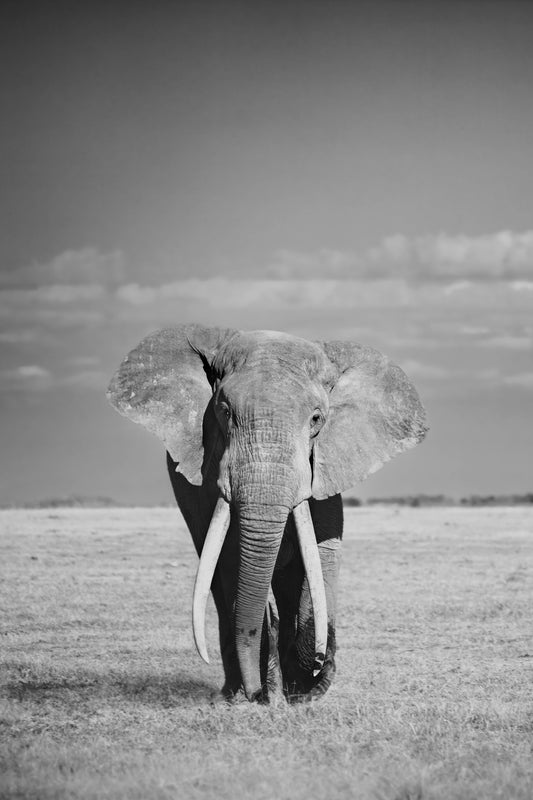 The Great Tusker